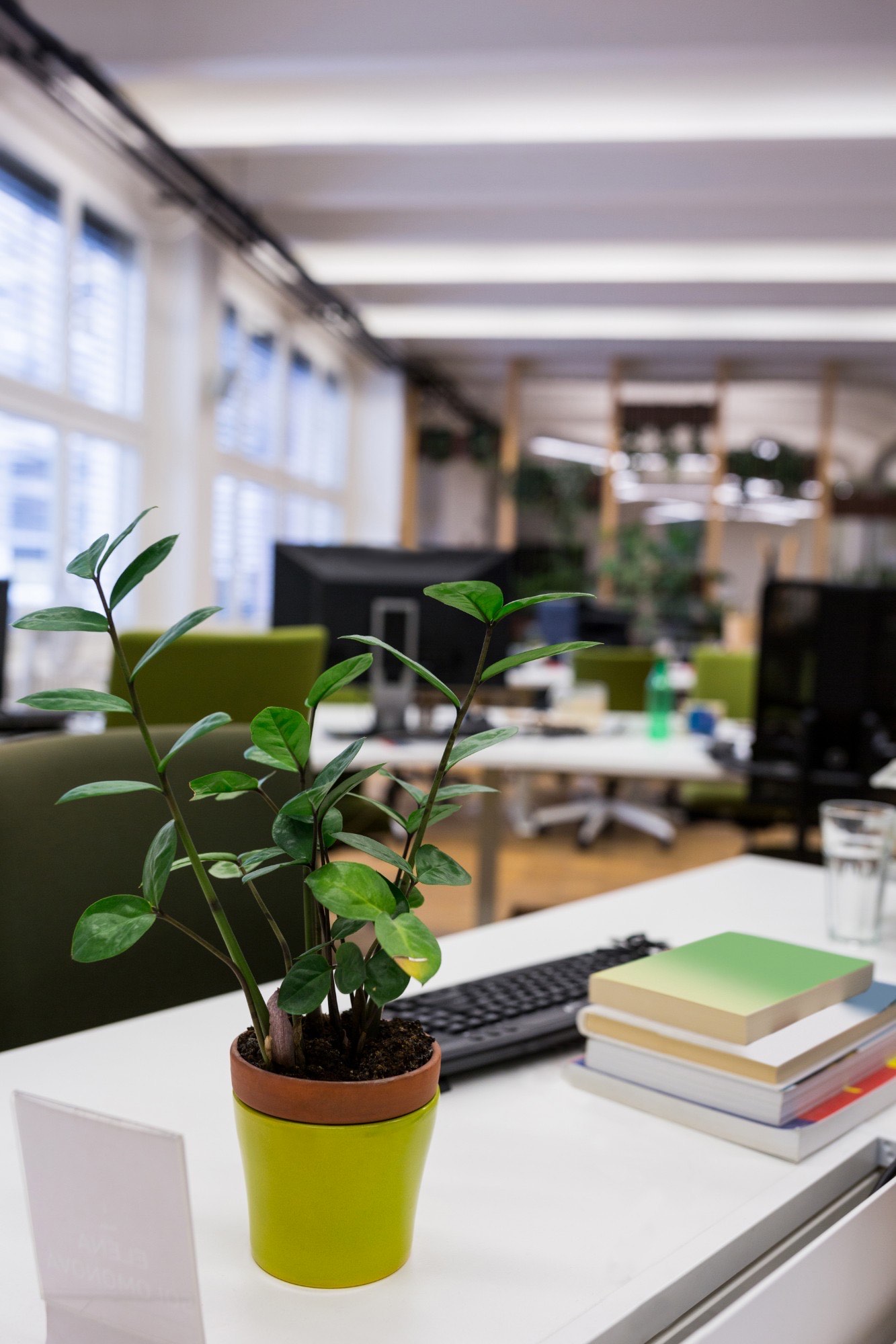 Grøn plante på kontor